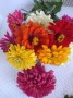 zinnia